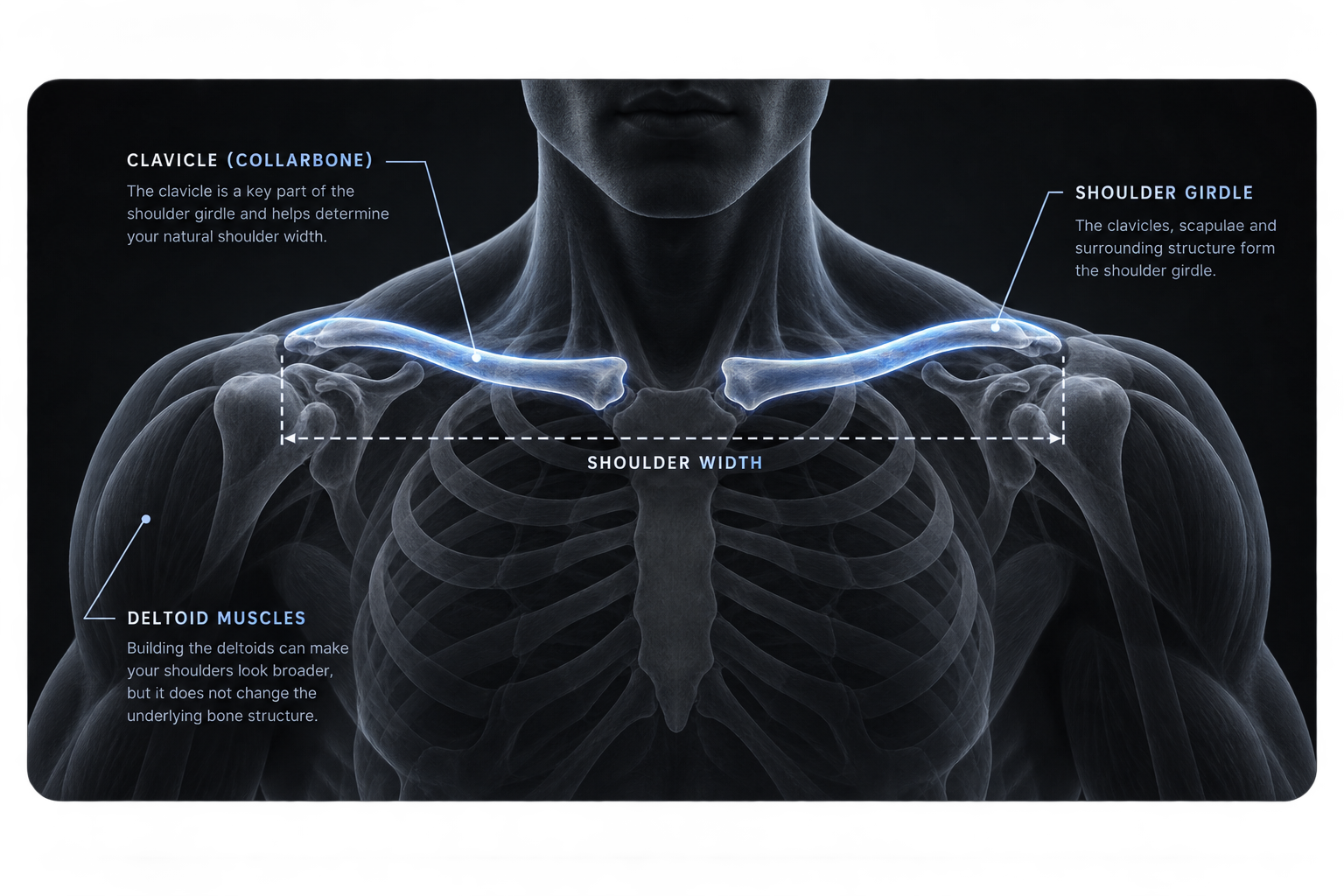 Male clavicle and shoulder structure reference